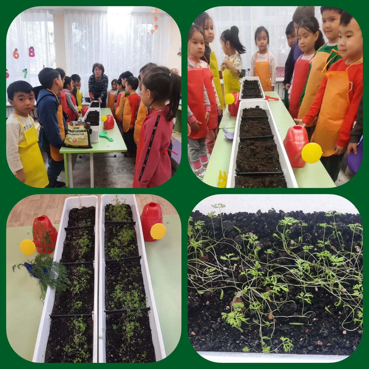 Терезе алдындағы бау-бақша. Аскөк